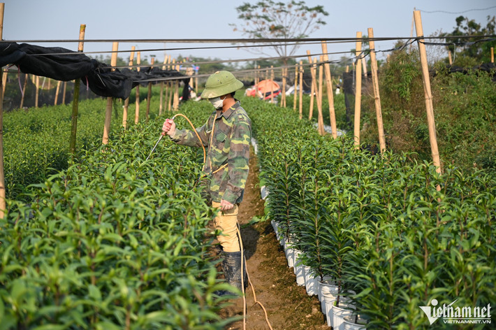 Đầu tư hơn 1 tỷ để trồng hoa ly, anh Nam với hy vọng năm nay sẽ hòa vốn. "Thời tiết năm nay khá thuận lợi, lạnh muộn nên việc chăm sóc ly cũng dễ dàng hơn. Giá mua củ hoa giống khá cao 20.000 đồng, nếu hoa được thu hoạch sát Tết có thể bán được 45.000 - 50.000 đồng/cành", anh Nam nói.