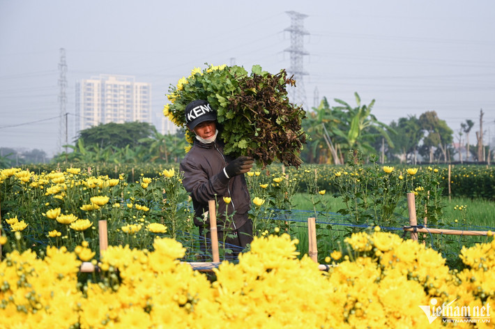 Hoa sau khi thu hoạch sẽ được đem vào lán để chia nhỏ thành từng bó.