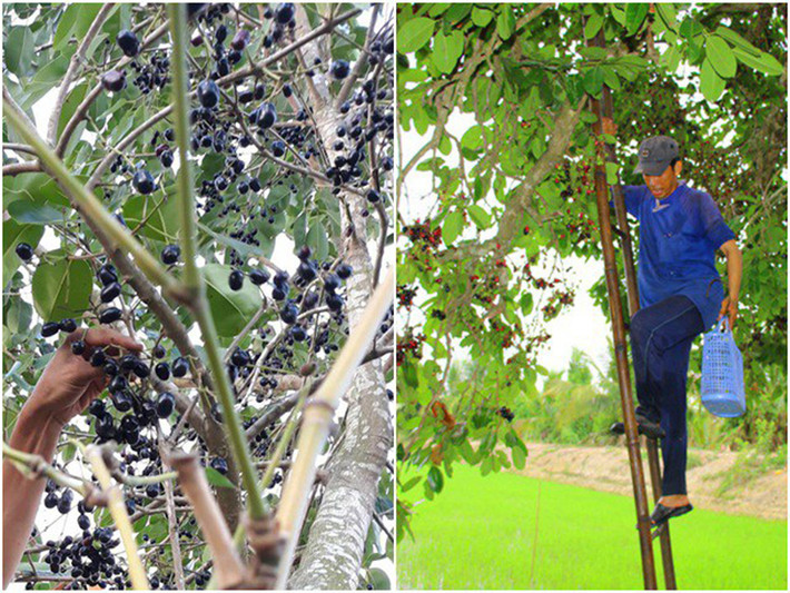 Cây trâm mọc dại trong rừng từ rất lâu, đặc biệt là vùng Bảy Núi (An Giang).