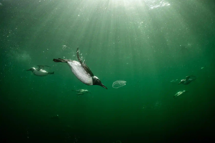 Giải bạc hạng mục "Bird behaviour" được chụp tại khu bảo tồn biển Berwickshire (Scotland). Chim cánh cụt là một trong những loài có khả năng bơi lội tự do đáng kinh ngạc. Ảnh: Henley Spiers. Cuộc thi "Bird Photographer of the Year 2022" nhận được hơn 20.000 tác phẩm dự thi, cạnh tranh cho giải thưởng 5.000 bảng Anh. Đây là cuộc thi thường niên nhằm tôn vinh sự đa dạng đáng kinh ngạc trong đời sống các loài chim trên hành tinh.