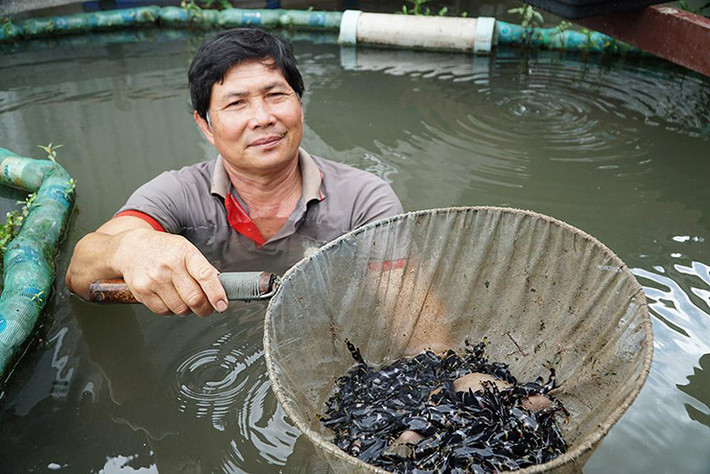 Tuy nhiên, loài cá này chỉ xuất hiện vào mùa nước nổi ở khu vực Cần Thơ, An Giang.