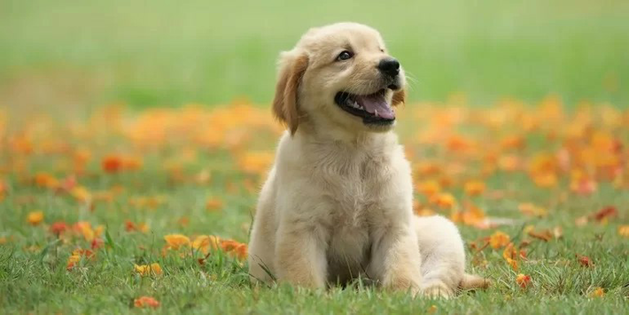 Tuổi Tuất. Tử vi nói rằng người tuổi Tuất có bản tính thật thà, chân thành. Con giáp này thích cuộc sống đơn giản, không xa hoa, lãng phí. Họ có một chút nhược được điểm là chưa quyết đoán, mất nhiều thời gian tính toán, do dự nên đôi khi bỏ lỡ cơ hội tiến thân.