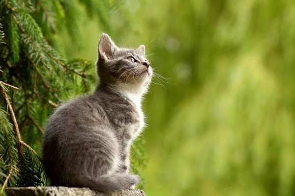 Tuổi Mão. Tuổi Mão có ưu điểm là thông minh, nhạy cảm, linh hoạt, nhạy cảm với chuyện tiền bạc, có khả năng quản lý tài chính nên cuộc sống không lo túng thiếu. Nhược điểm của con giáp này là hơi nóng vội và thiếu kiên nhẫn.