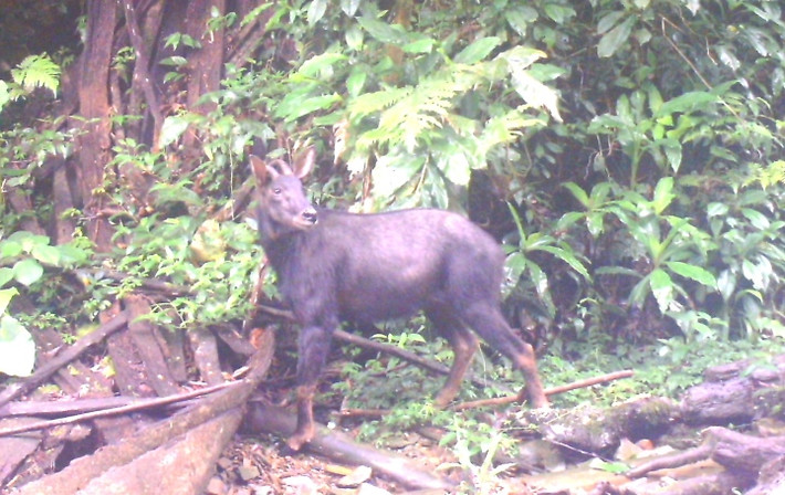 Sơn Dương