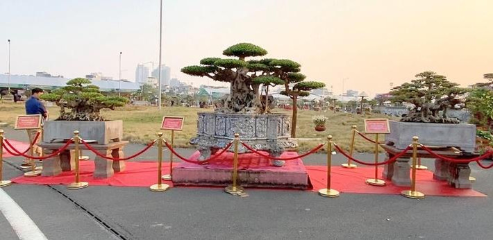 Nổi bật nhất tại Festival nông nghiệp và làng nghề Hà Nội 2022 là 3 cây sanh cổ: "Thần Kim Quy", "Trường Sơn" và "Ngũ Thường" của nghệ nhân Nguyễn Mạnh Cường (Hải Dương).