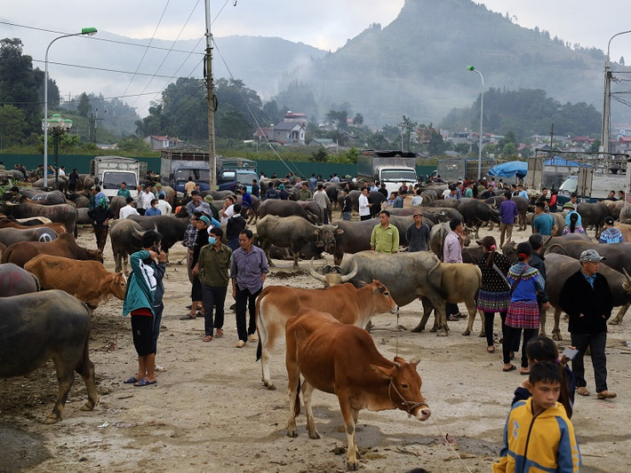 Cách thành phố Lào Cai khoảng 70km, phiên chợ trâu Bắc Hà tại thị trấn Bắc Hà (Lào Cai) là nơi được mệnh danh là “sàn giao dịch trâu” lớn nhất Tây Bắc.