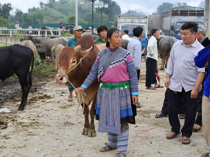 Hàng trăm con trâu, bò của đồng bào các dân tộc Mông, Nùng đến từ địa bàn các huyện Si Ma Cai, Bắc Hà, Mường Khương tập trung về đây để mua bán.