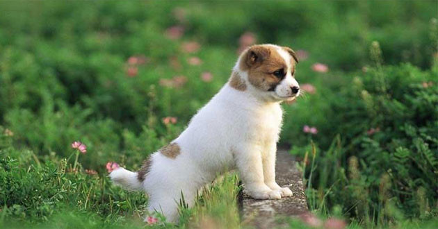 Những người tuổi Tuất họ luôn sẵn sàng nắm bắt những cơ hội trước mắt để phát triển bản thân, mong nhận được sự đánh giá cao của cấp trên.