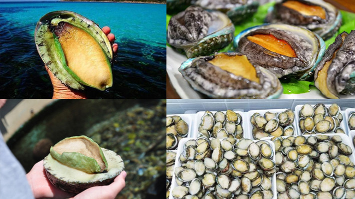 Ở nước ta, bào ngư sống nhiều ở một số đảo như Cô Tô, Hạ Long, Côn Đảo, Phú Quốc, Cù Lao Chàm...