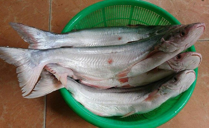 Loại cá này có quanh năm nhưng vào mùa từ tháng 8 đến tháng 12 âm lịch, lúc này cá ngon và thơm nhất.