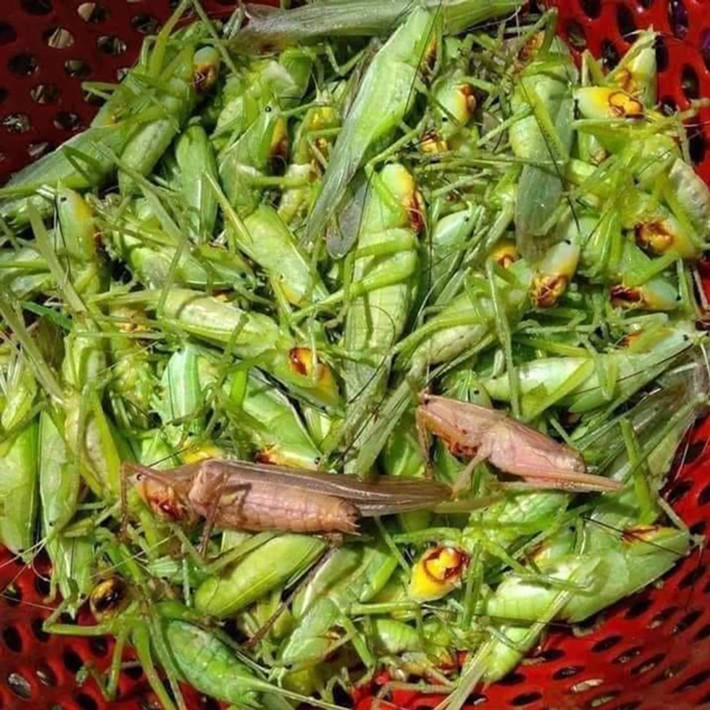 Muồm muỗm rất giống với con cào cào và châu chấu nhưng thon hơn, cánh nhỏ gọn hơn nhiều.