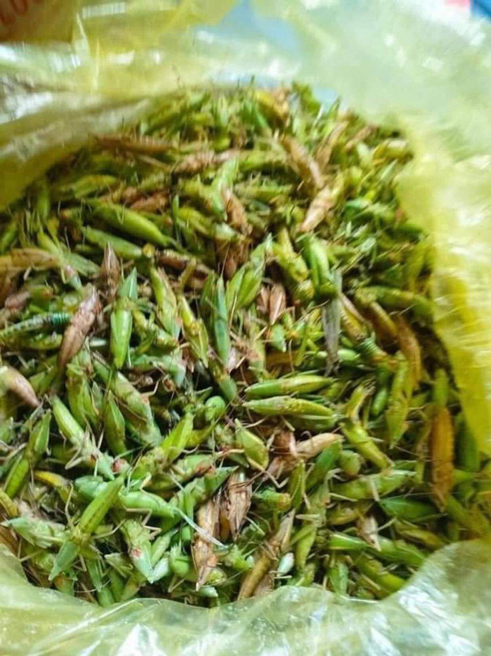 Thời điểm thích hợp nhất để bắt chúng là buổi tối, nhất là khu vực treo đèn, có ánh sáng.