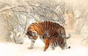 Thời điểm này cũng là lúc chuyện tình cảm của tuổi Dần diễn ra êm đẹp khiến bản mệnh càng thêm hạnh phúc, là động lực tiến về phía trước.