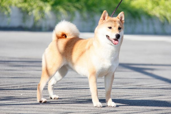 Cuối năm, dù là thu nhập cố định hay phần thưởng đột xuất đều sẽ nuôi dưỡng cuộc sống của con giáp tuổi Tuất như mưa xuân, mang lại cho họ sự thỏa mãn tuyệt vời cả về vật chất lẫn tinh thần.