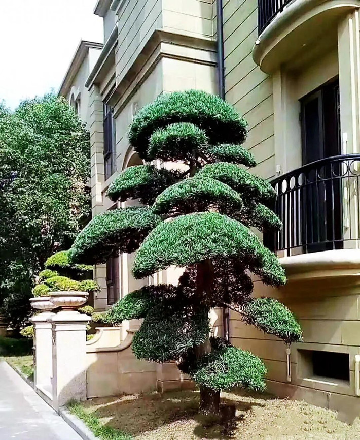 1. Cây cảnh: Tùng La Hán. Nhiều người thích trồng cây cảnh tùng La Hán ở nhà hoặc trước cửa nhà, việc giữ cây cảnh này trong nhà không chỉ mang ý nghĩa quý phái, trang nhã mà còn giúp ngôi nhà được thịnh vượng.