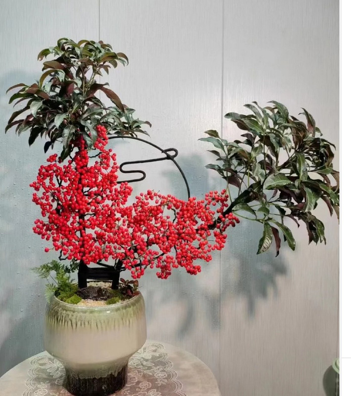 5. Cây cảnh: Kim ngân lượng. Lá của cây cảnh kim ngân lượng có màu xanh ngắt, quả màu đỏ tươi và treo đầy cành, trông có vẻ lễ hội và yên bình, mang lại cho con người cảm giác giàu sang, đông con nhiều cháu và phước lành.