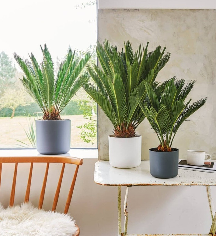 6. Cây cảnh: Vạn tuế. Cây vạn tuế là loại cây bonsai được nhiều người ưa chuộng làm nhà vì lá mập và to tượng trưng cho gia đình đông đúc, làm ăn phát đạt.