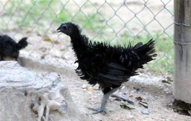 Gà đen mặt quỷ: Gà đen mặt quỷ có tên là Ayam Cemani, thường được gọi với cái tên dân dã là gà đen Indo hay gà “Lamborghini” (một thương hiệu siêu xe nổi tiếng thế giới). Giống gà này có xuất xứ từ Indonesia. Vẻ độc lạ của loại gà này là đen toàn tập, từ từ bên ngoài cho đến bên trong. Gà đen mặt quỷ chăm sóc khá dễ dàng.