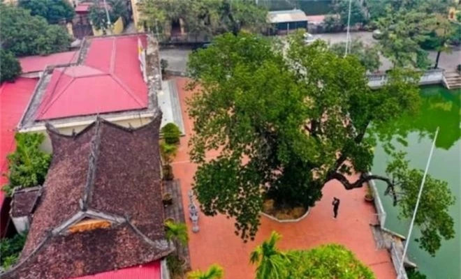 Theo đó, nhà văn hoá xóm Chợ (xã Cổ Loa, huyện Đông Anh, Hà Nội) là nơi tọa lạc của một cây mít cổ thụ với thân cây cổ quái, xù xì có tuổi thọ hơn 500 tuổi.