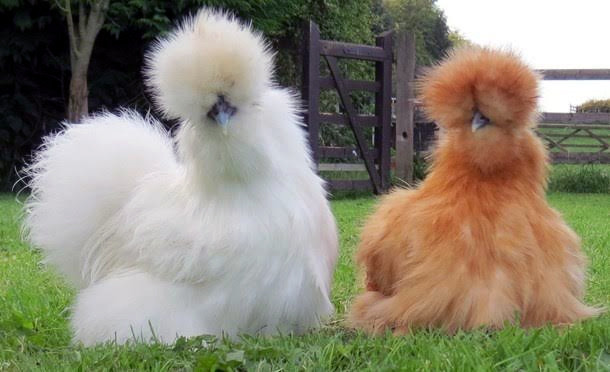 Gà lông xù (tên quốc tế là gà Silkie) là giống gà rất đặc biệt bởi chúng sở hữu một bộ lông xù cực kỳ lạ mắt và đáng yêu như lông chó Nhật. Đáng chú ý, tất cả đều là lông tơ chứ không phải lông vũ. Lông của giống gà này có đủ màu sắc như màu vàng, trắng, đen,...