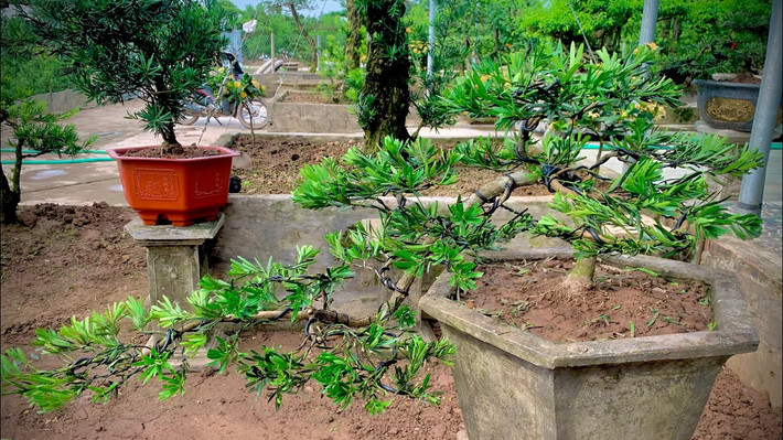 Ngoài ra, còn có những câu nói dân gian như “ Trong nhà có cây tùng sinh phú quý" hay "Nhà có cây tùng, con cháu không nghèo"... Cây cảnh tùng La Hán có tuổi thọ đặc biệt cao, càng già càng có giá trị nên có thể trở thành vật gia truyền cho con cháu.