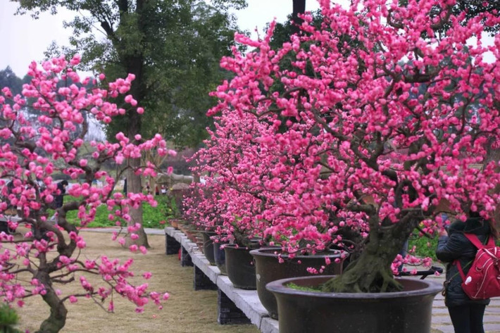 Hoa mơ đứng kiêu hãnh, bông hoa đầu tiên nở một mình trong cái lạnh khắc nghiệt, vì tính cách lạnh lùng và kiêu hãnh nên còn có tên là “người đẹp sương giá". Ngôn ngữ hoa của hoa mơ là chống lại sương giá và đón mùa xuân và nở hoa, mạnh mẽ, tao nhã và không tìm kiếm vinh quang và lợi ích.
