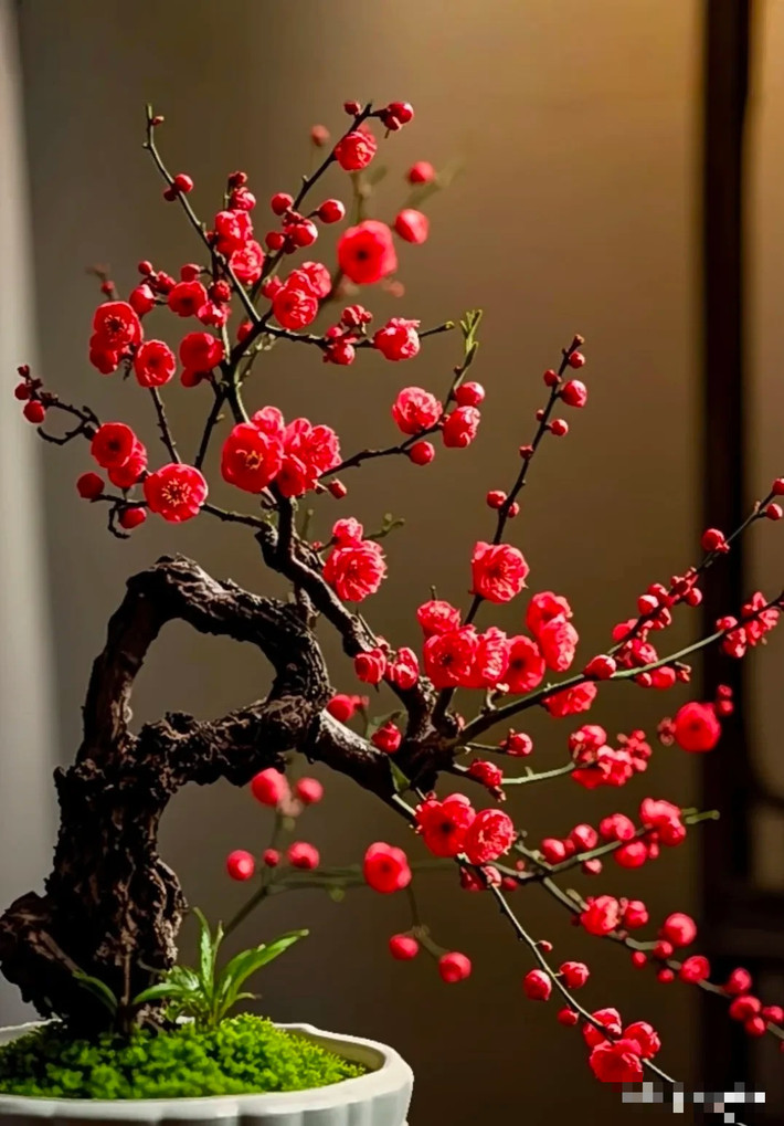 Nó tượng trưng cho những con người cao thượng, mạnh mẽ, xinh đẹp, kiêu hãnh, không sợ lạnh, không ngại nghèo và có đức hạnh. Loài hoa này có tính cách kiên cường, khiêm tốn. Trong nhân dân, nó thường được coi là biểu tượng tốt lành của tin vui đầu xuân.