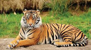Tuổi Dần. Người tuổi Dần bề ngoài dũng cảm nhưng thực ra bên trong lại yếu đuối hơn dũng cảm. Bạn sống một cuộc sống tuyệt vời.