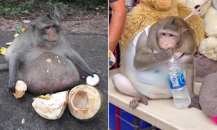 Nhưng lượng thức ăn dồi dào mà du khách mang đến cho Uncle Fatty, bao gồm ngô ngọt cũng như nhiều thực phẩm cực kỳ không tốt cho sức khỏe như sữa lắc và mì tôm, đã khiến nó tăng cân nhanh. Khỉ thường nặng từ 8 đến 10kg, do vậy, Uncle Fatty có trọng lượng tương đương với 3 đồng loại của nó.