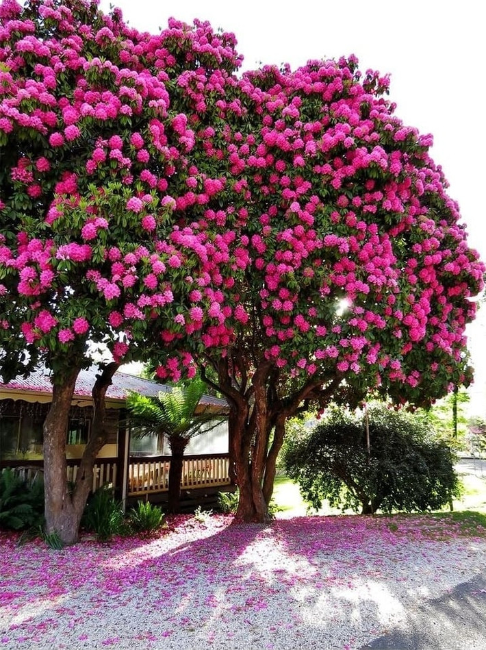 Thời kỳ ra hoa của cây tập trung vào mùa xuân đến đầu mùa hè (tháng 4-tháng 6), trong đó các giống cây vùng núi cao có thể kéo dài đến mùa hè. Đỗ quyên ưa khí hậu mát mẻ, ẩm ướt và có khả năng chịu lạnh rất tốt.