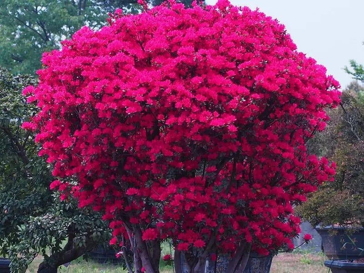 Ngoài ra, ngôn ngữ hoa đỗ quyên còn bao hàm sự “điều độ ham muốn” vì loài hoa này chỉ nở vào đúng mùa hoa của riêng mình, mặc dù đỗ quyên luôn mang đến cho con người cảm giác sôi động và ồn ào.
