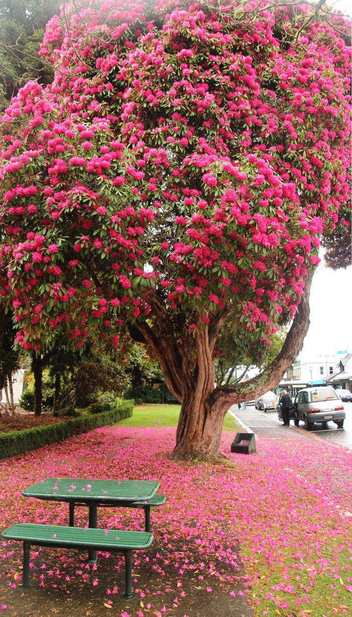 Đó là vì hoa đỗ quyên có màu sắc ấm nóng, lá và hoa dày và nhọn, dễ trồng và là loại cây tốt nhất để xua đuổi tà ma. Nhìn chung, chỉ cần đặt hoa đỗ quyên ở đúng vị trí thì có thể tăng thêm may mắn. Bởi vì lá của cây có một số gai mềm, có thể xua đuổi tà ma.