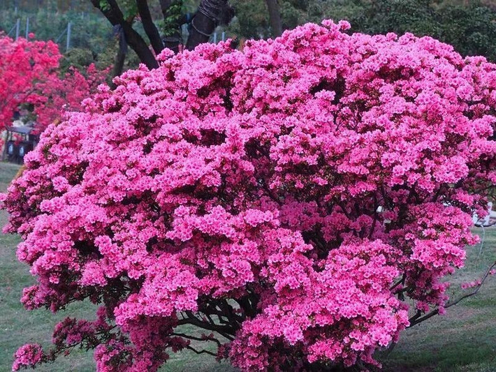 Mặc dù hoa đỗ quyên rất đẹp, nhưng nếu bạn muốn trồng cây cảnh này tốt, bạn cần phải hiểu về tập tính sinh trưởng của nó. Cây này ưa môi trường ấm áp và ẩm ướt với một phần bóng râm và một phần nắng, và có nhu cầu cao về đất, cần đất chua, tơi xốp, màu mỡ, thoát nước tốt.
