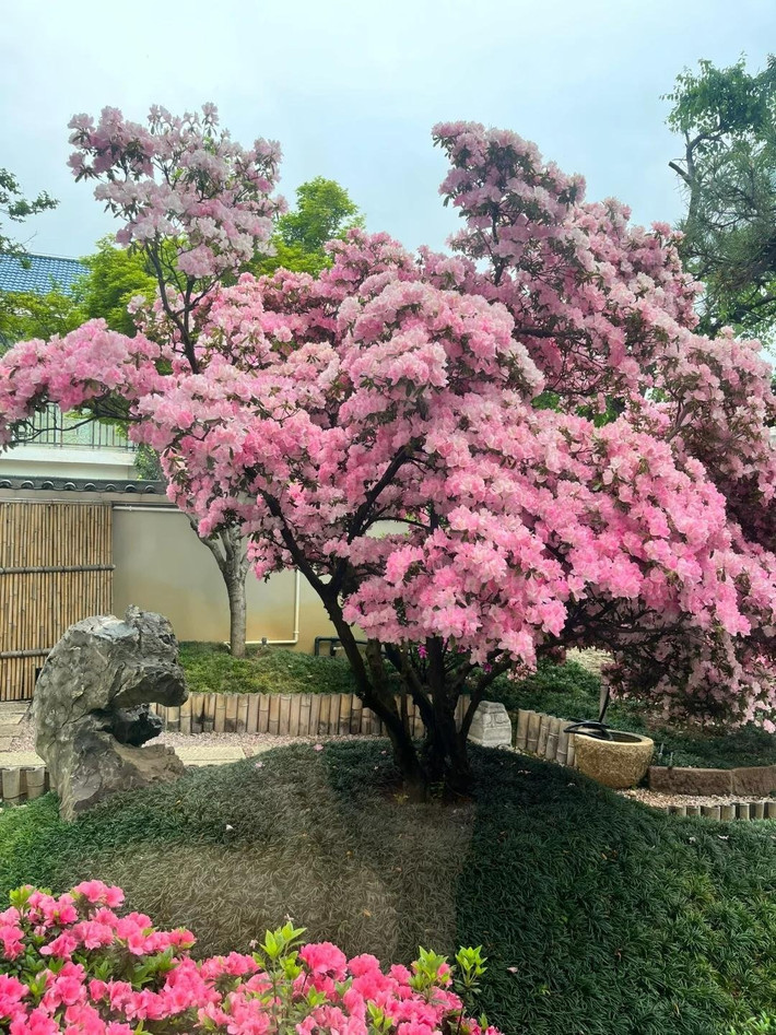 Ngôn ngữ của hoa đỗ quyên là: "Mãi mãi thuộc về em", tượng trưng cho niềm vui của tình yêu. Ngôn ngữ của loài hoa đỗ quyên trắng lớn: niềm vui khi được yêu.