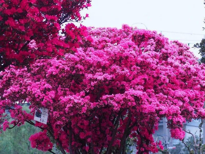 Biển hoa đỗ quyên nở rộ giống như một tấm gấm thiên nhiên, gây chấn động. Hình dạng hoa của nó rất phong phú và đa dạng. Các giống hoa đơn cánh có vẻ đơn giản và sống động, giống như những ngôi sao rải rác trên cành và lá.