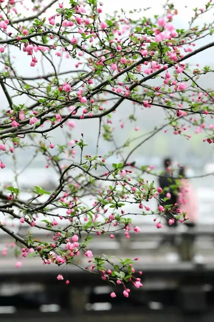 Ngày xưa, nhiều gia đình giàu có, thậm chí trong "vườn thượng uyển" đều thích trồng cây cảnh này. Người xưa nói: "Tây phủ hải đường trong nhà, gia đình thịnh vượng, vàng ngọc đầy nhà" hay “Tây phủ hải đường sống tại gia, phú quý tự nhiên đến”.
