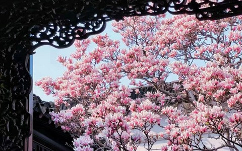 Khi loài hoa này nở rộ tượng trưng cho tin vui và sự trường thọ. Hoa có năm cánh tượng trưng cho năm thế hệ cũng sống dưới 1 mái nhà, sum vầy, thịnh vượng.