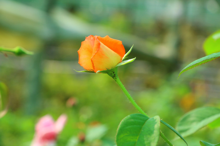 Tử vi trong năm năm tới nhờ trời thương nên những người sinh vào tháng 12 âm lịch có vận trình ngày càng tốt hơn, vận may cũng theo đó mà đến.