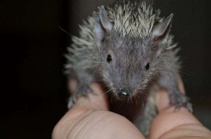 Tenrec. Đây là một trong những loài động vật độc đáo nhất thế giới, khá giống với chuột. Con lớn nhất của loài này dài 17cm nên rất khó phát hiện ra chúng. Chúng thích nghi với cuộc sống dưới nước để tìm thức ăn.