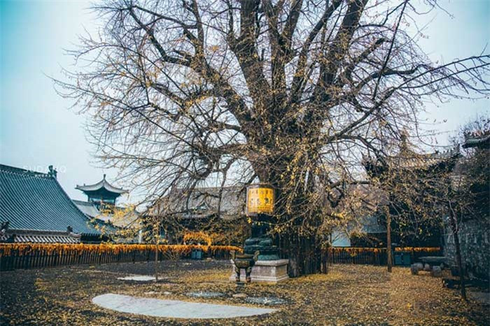 Bên trong ngôi chùa Phật bà Quan Âm ở đây có một cây bạch quả có tuổi đời 1.400 năm. Sự nổi tiếng của cây bạch quả này khiến cho nhiều tín đồ đạo Phật mong được nhìn thấy một lần trong đời.