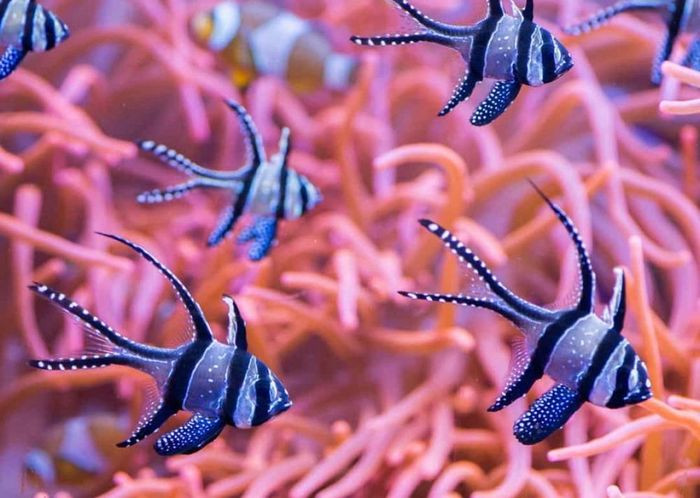 Cá hồng y Banggai chỉ được tìm thấy ở những khu vực nhỏ hẹp quanh đảo Banggai và đảo Sulawesi của Indonesia.