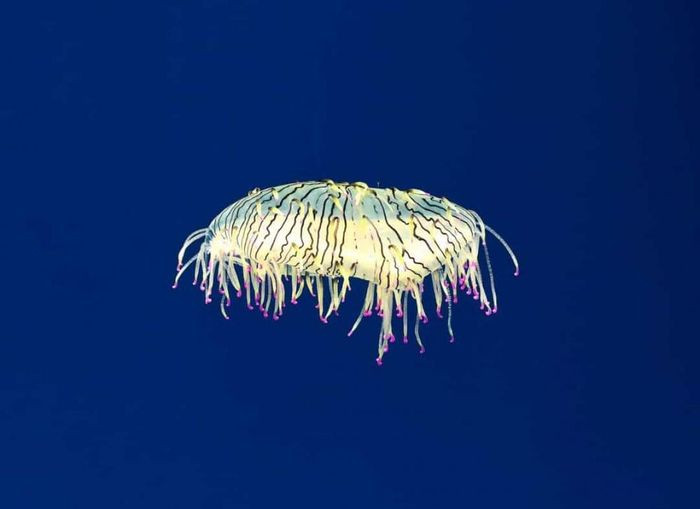Sứa mũ hoa (Flower hat jelly) chỉ sống một vài tháng nên việc bắt gặp nó là một điều rất hiếm hoi. Loài sinh vật biển này có đặc điểm là những xúc tu sáng bóng có thể cuộn lại và bám chặt mũ sứa khi không sử dụng.