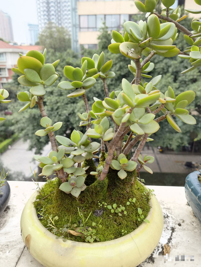 Ý nghĩa của cành vàng lá ngọc là: giàu sang phú quý, hạnh phúc và may mắn, vợ chồng hòa thuận, nương tựa lẫn nhau. Hơn nữa, theo người xưa, khi cành vàng lá ngọc đang nở rộ cũng mang ý nghĩa “điềm lành” cho ngôi nhà.
