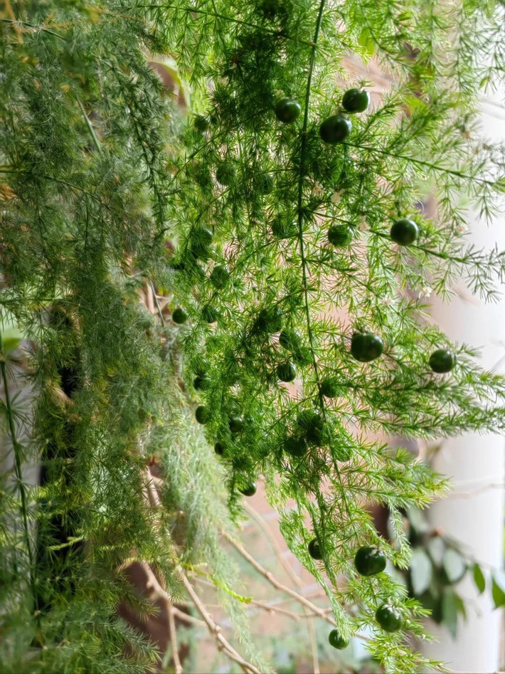 Cây cảnh này còn được gọi là vân phiến trúc, có tên khoa học là Asparagus setaceus và tên tiếng Anh là Asparagus fern thuộc gia đình Măng tây (Asparagaceae).