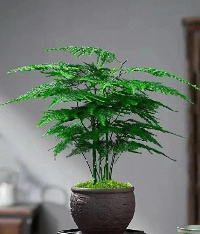 Những người quan tâm đến cách bố trí phong thủy sẽ đặt vân phiến trúc trong phòng làm việc và phòng học để nâng cao thành tựu văn hóa, rất phù hợp với phòng chứa đầy sách. Biểu tượng của may mắn, phú quý, thịnh vượng: Theo người xưa, cây cảnh này mang lại sự may mắn, giàu có, trường thọ và sắc đẹp.
