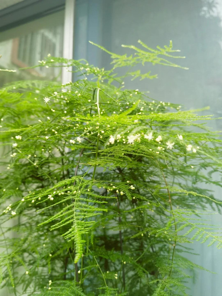 Ngoài ra, măng tây nhìn có vẻ yếu đuối nhưng thực chất lại rất khỏe nên còn mang ý nghĩa dẻo dai, chính trực. Người xưa cho rằng măng tây là biểu tượng của sự may mắn, hàm ý gia đình hòa thuận, sự nghiệp suôn sẻ, phú quý thịnh vượng.
