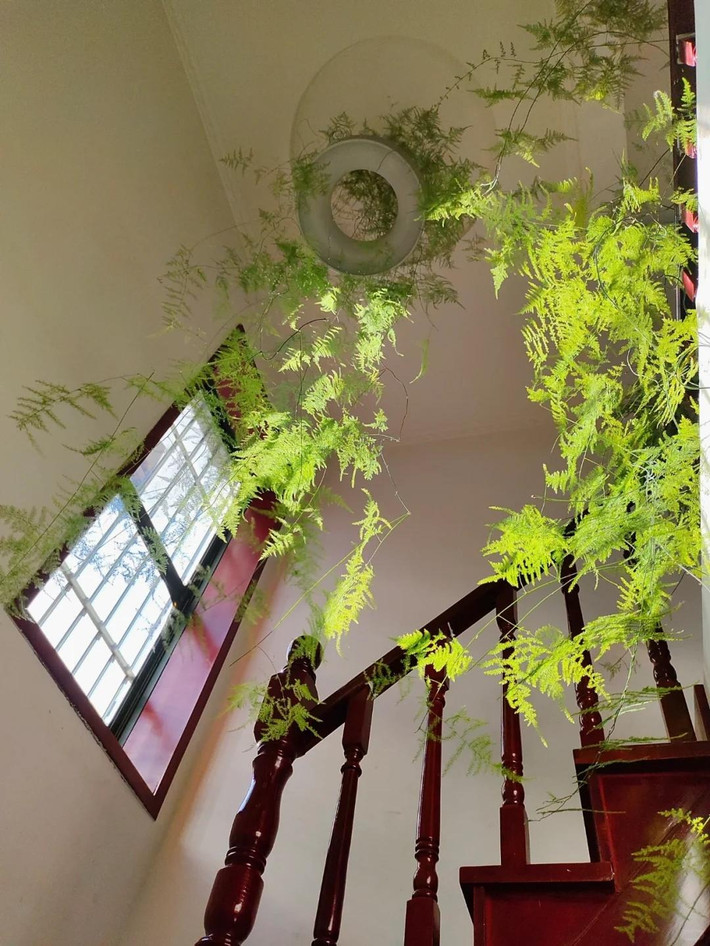 Cây cảnh này tuy nhỏ bé nhưng được rất nhiều người ưa thích vì vẻ mảnh mai, xinh đẹp, thanh lịch, tao nhã, có dáng vẻ rất học thức. Hơn nữa, trong phong thủy, cây cảnh này đặc biệt có nhiều ý nghĩa tốt đẹp, có tác dụng cải thiện vận mệnh. Theo người xưa, khi đặt cây cảnh này ở các vị trí khác nhau, chúng có tác dụng khác nhau:
