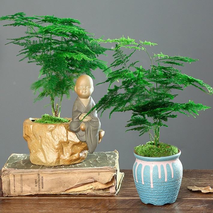 Người xưa cho rằng, cây cảnh này đặt ở cửa ra vào và trong phòng khách biểu thị sự thân thiện của chủ nhà, hàm ý khách đến như mây và tình bạn lâu dài, có lợi cho sự nổi tiếng của chủ nhà. Có thể nói, việc đặt cây cảnh này ở cửa và trong phòng khách thể hiện mong muốn kết bạn của gia chủ.