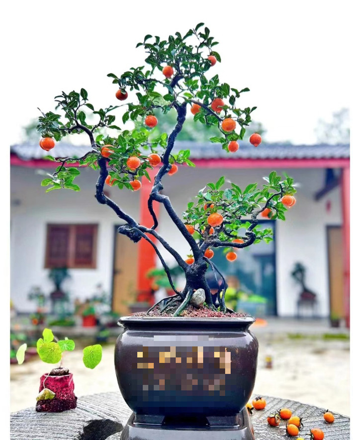 Ngoài ra, nó còn có ý nghĩa thịnh vượng, sung túc, trường thọ và sức khỏe... Cây cảnh hồng đá có ý nghĩa là nhiều con cái, nhiều phúc lộc, trường thọ và phú quý, có tác dụng phong thủy tụ tài, thu hút tài lộc, làm ăn phát đạt.
