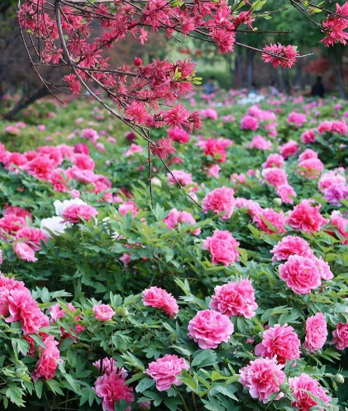 Mẫu đơn, tên khoa học là Paeonia, là chi duy nhất trong họ Mẫu đơn (Paeoniaceae). Đúng như tên gọi của nó, hoa mẫu đơn được mệnh danh là vua của các loài hoa và chúng thực sự xứng đáng với danh tiếng của mình.